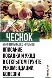 Кабачок скрещенный с тыквой